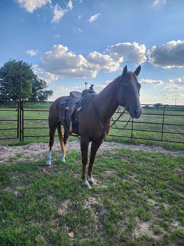 ranch-ranch-work-quarter-horse