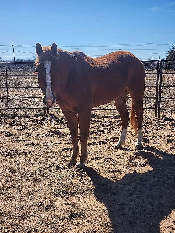 aged-quarter-horse