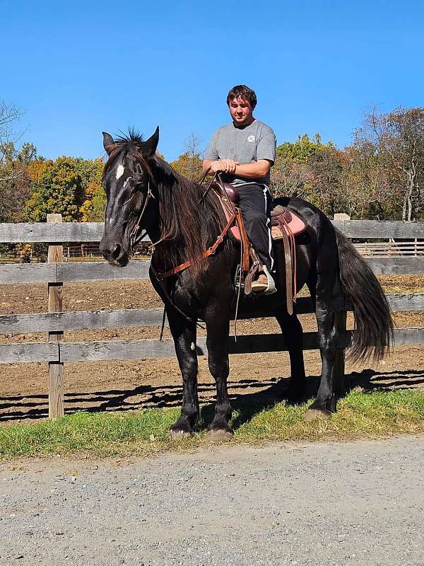 percheron-cross-mare