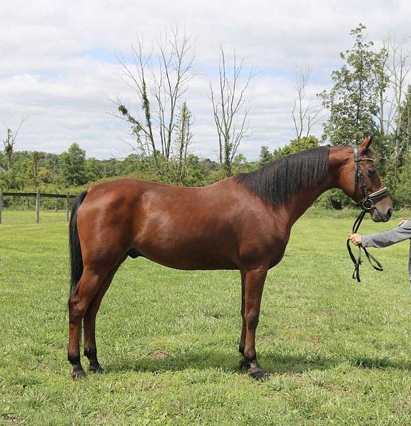 all-around-morgan-horse