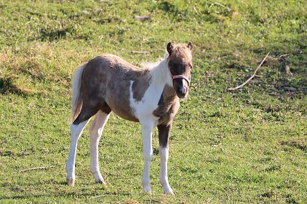 chocolate-beginner-youth-horse