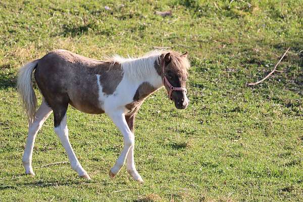 beginner-youth-filly