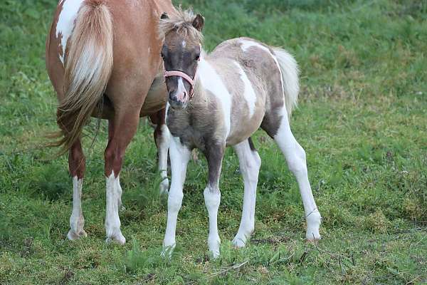 black-pony-filly-foal