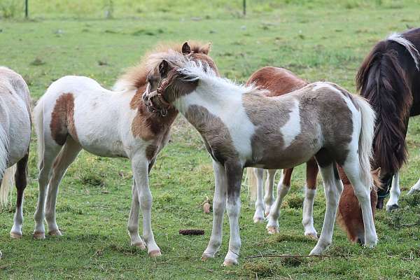 chocolate-pony-filly-foal