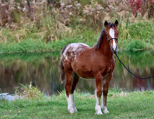 chocolate-beginner-youth-horse