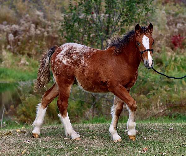 black-pony-filly-foal