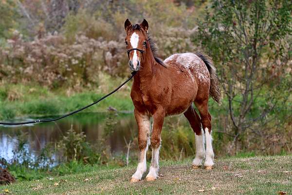 chocolate-color-miniature-horse