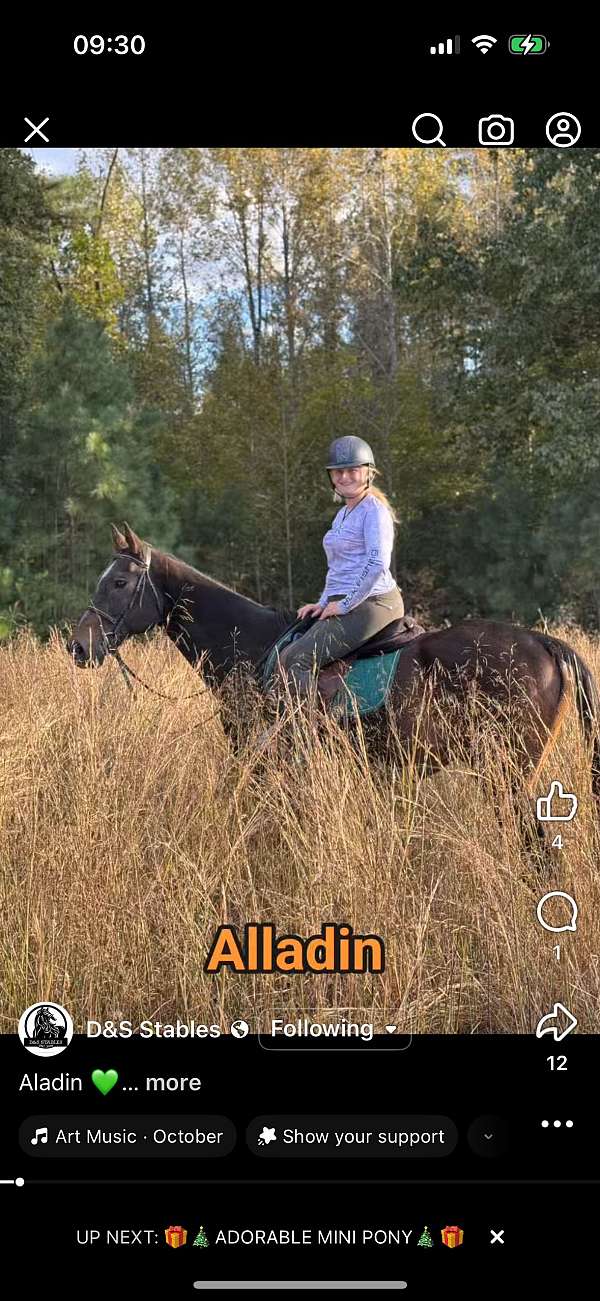 aladin-horse