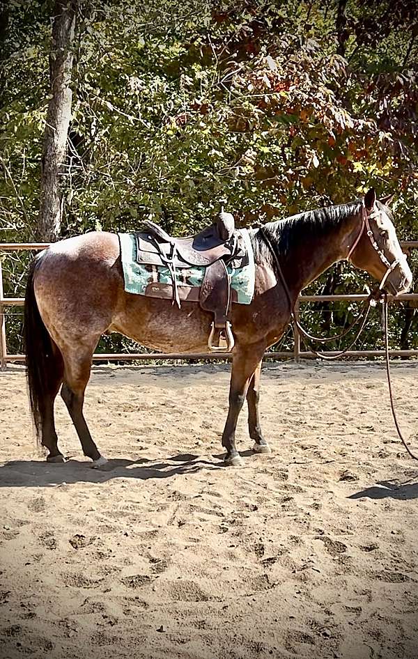 quarter-horse-for-sale