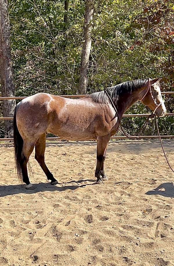 quarter-horse-gelding