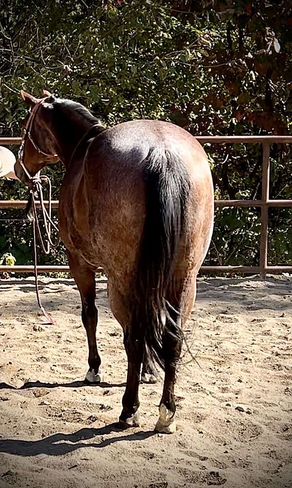 beginner-gelding