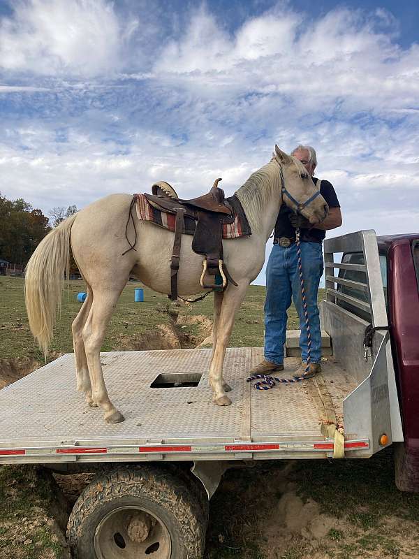 fefe-jet-quarter-horse