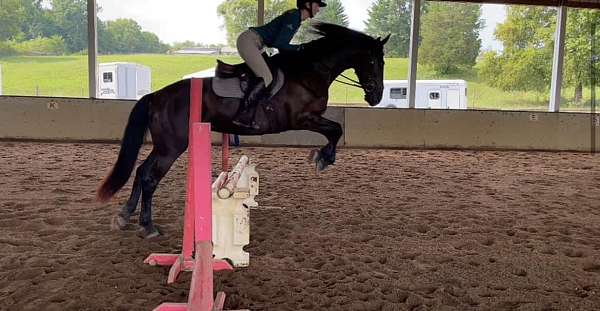 all-around-friesian-horse