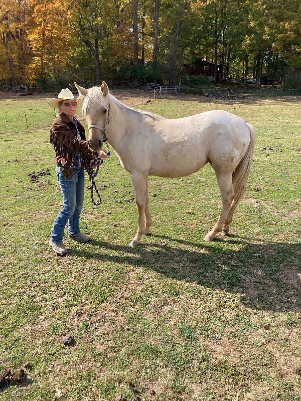 white-blanketed-rump-horse