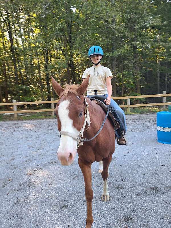 bald-face-white-cross-on-left-side-horse