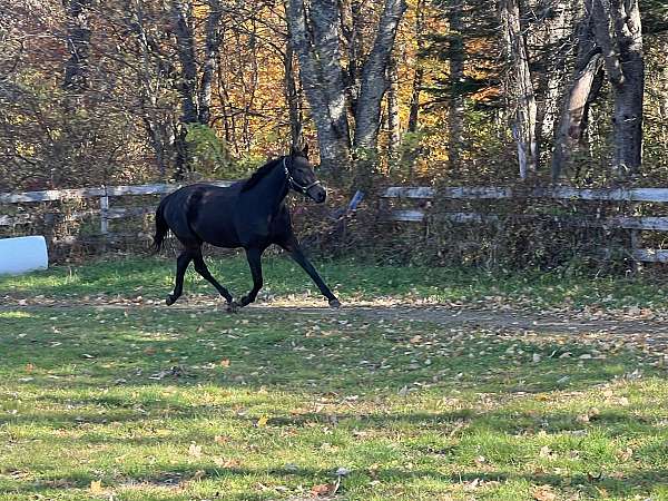 thoroughbred-gelding