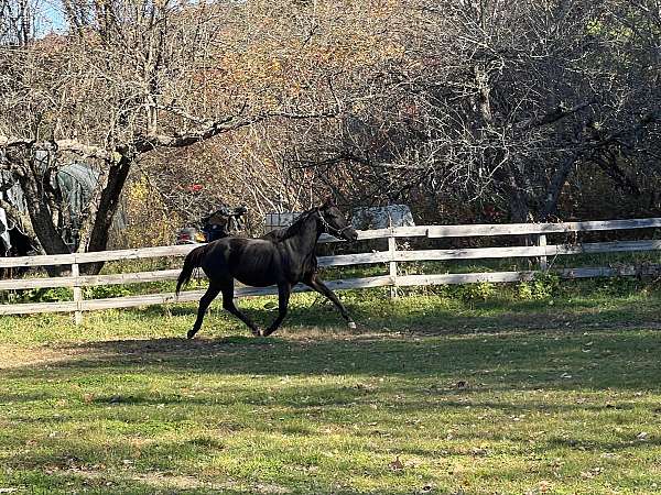 thoroughbred-horse-for-sale