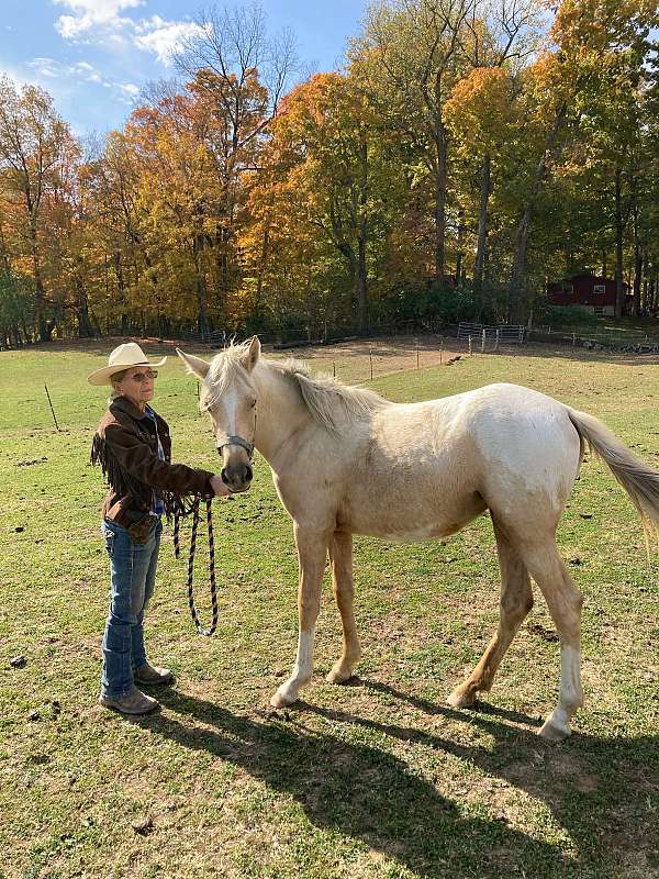 palomino-white-blanket-wspots-horse