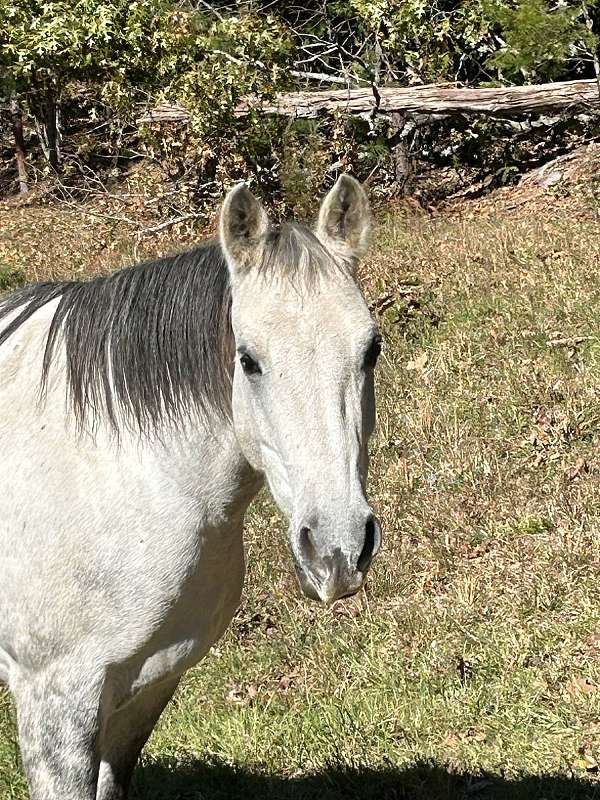 dappled-grey-with-black-legshoovesmanetail-horse