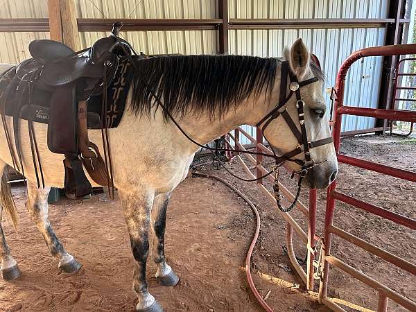 grey-dappled-with-black-legshoovesmanetail-horse