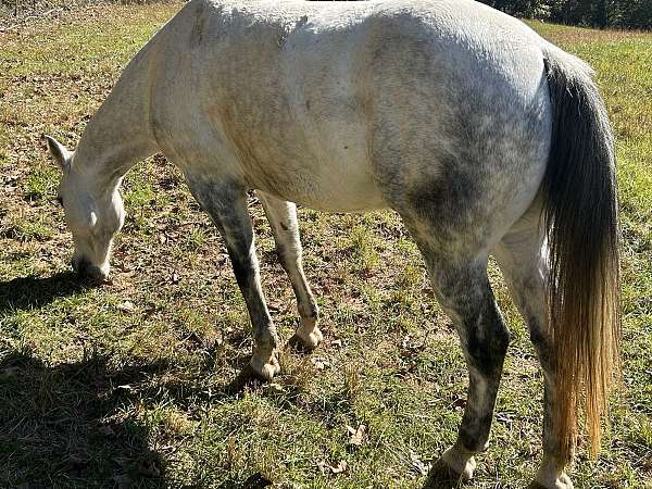 athletic-ridden-western-quarter-horse