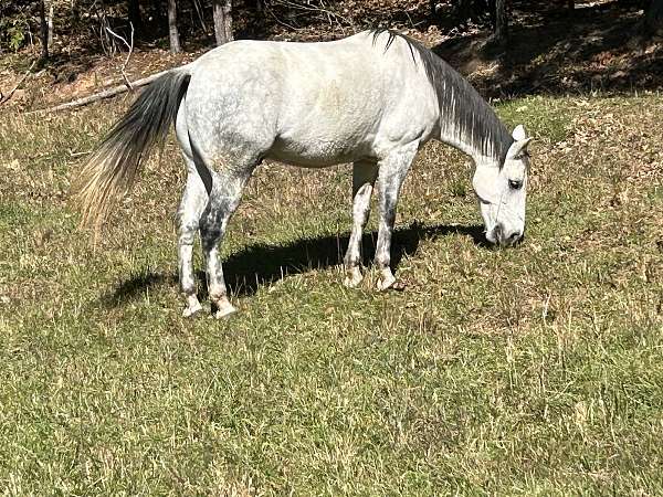 grey-athletic-ridden-western-horse