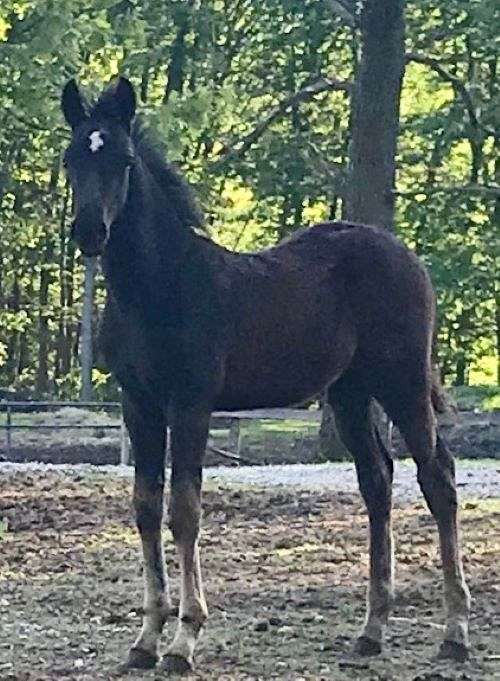 star-partial-hind-coronets-horse