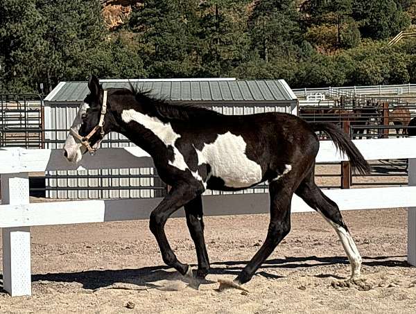 current-deworming-tennessee-walking-horse