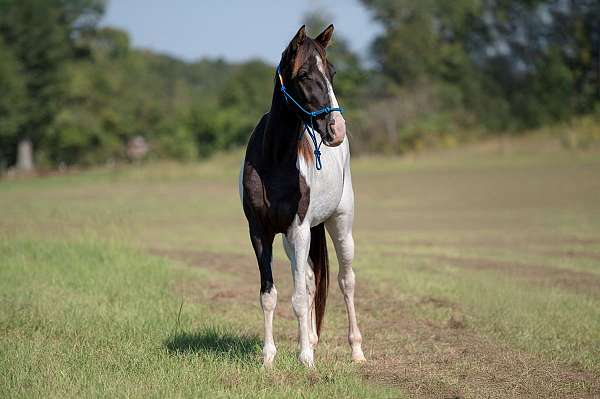 foundation-spotted-pony