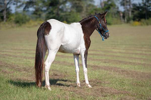 foundation-spotted-saddle-pony