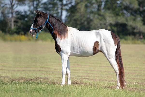 trail-riding-spotted-pony