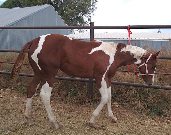 60-40-tobiano-horse