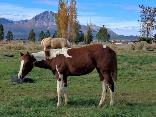 60-40-tobiano-horse