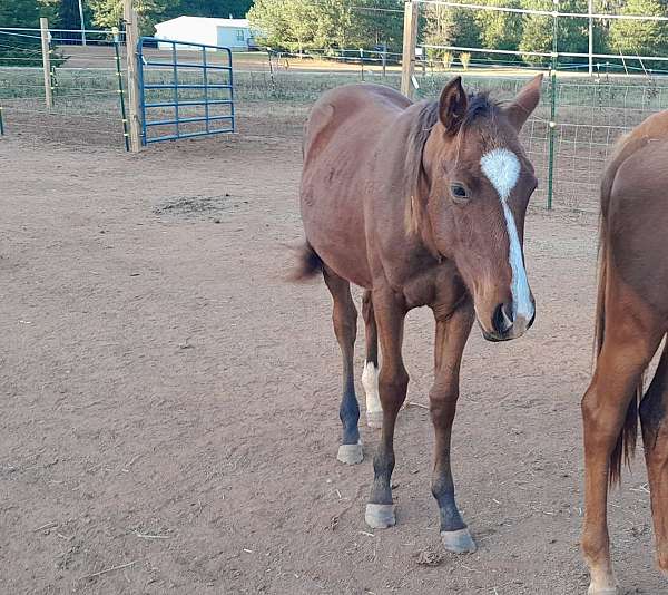 quarter-pony-filly