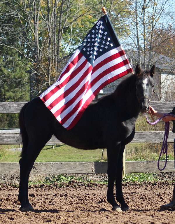 girl-percheron-horse