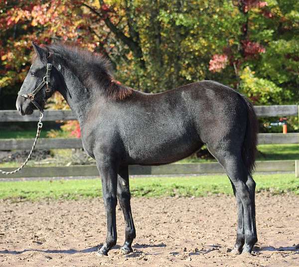 kings-percheron-horse