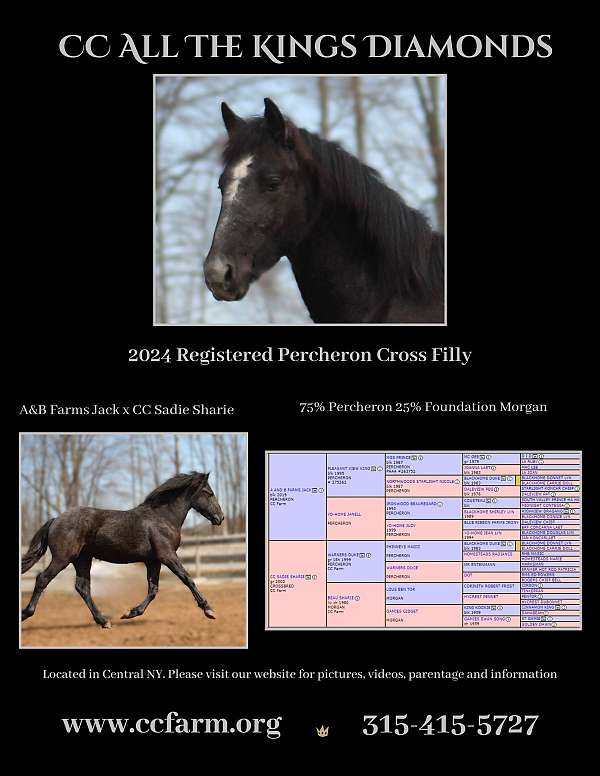 percheron-cross-morgan-horse