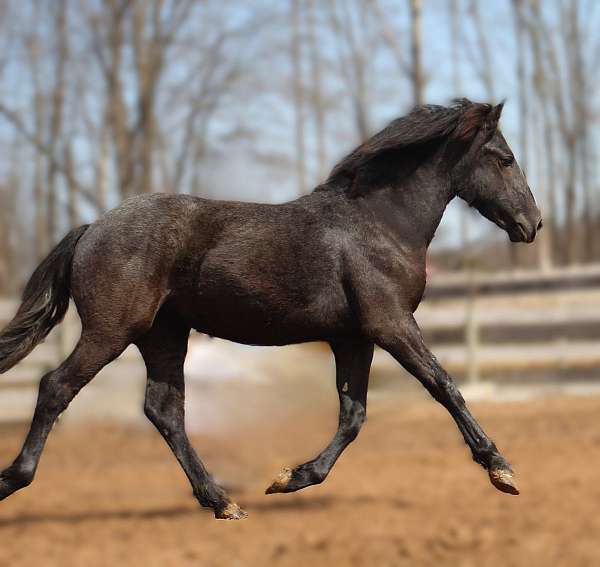 girl-percheron-horse