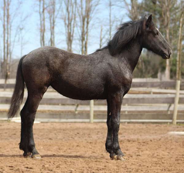kings-percheron-horse
