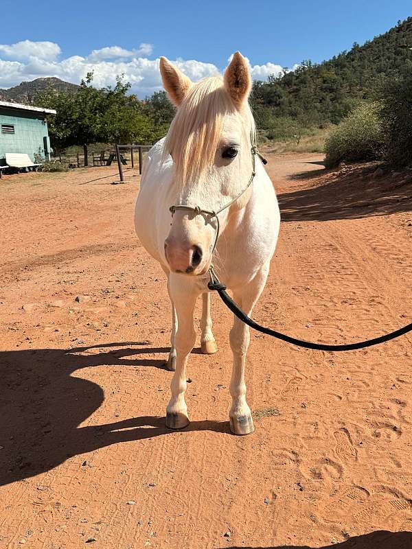 gymkhana-welsh-pony