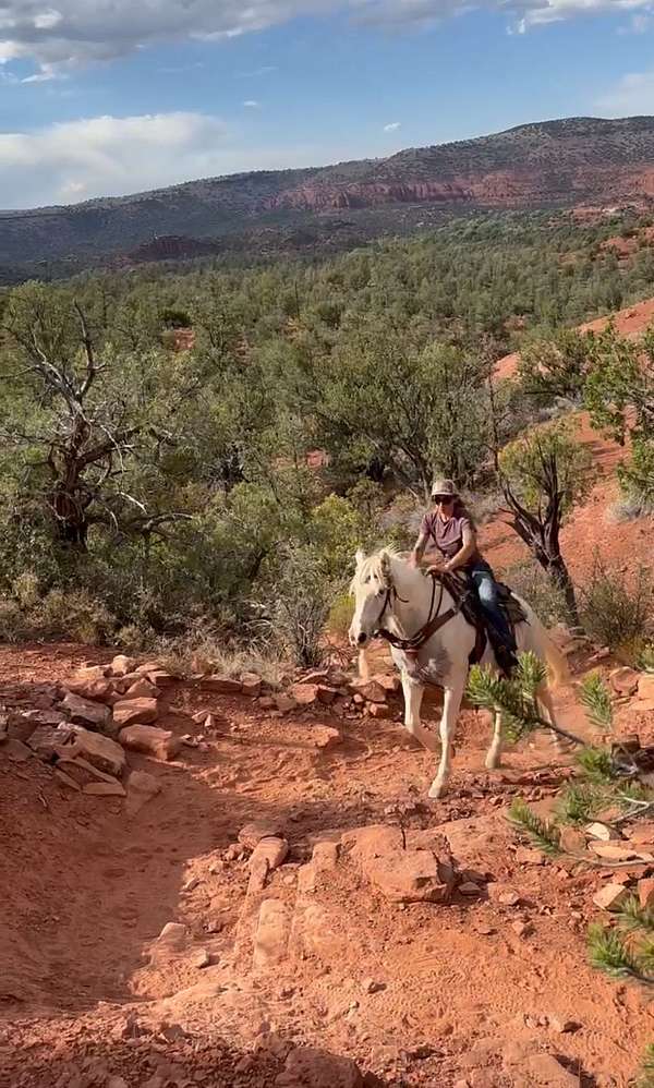 natural-horsemanship-training-welsh-pony