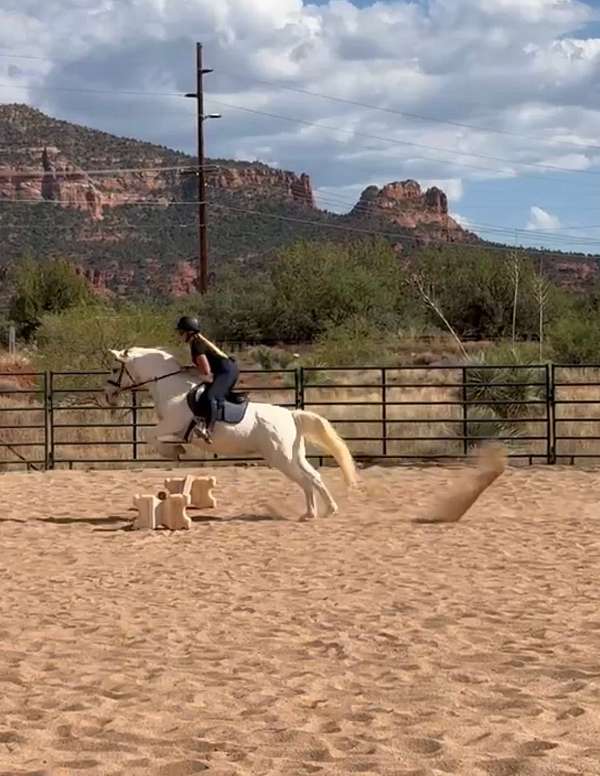 ridden-english-welsh-pony