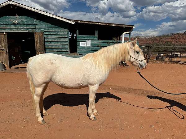 ridden-western-welsh-pony