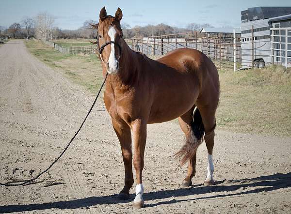 quarter-horse-gelding