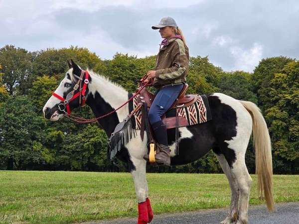 aqha-warmblood-horse