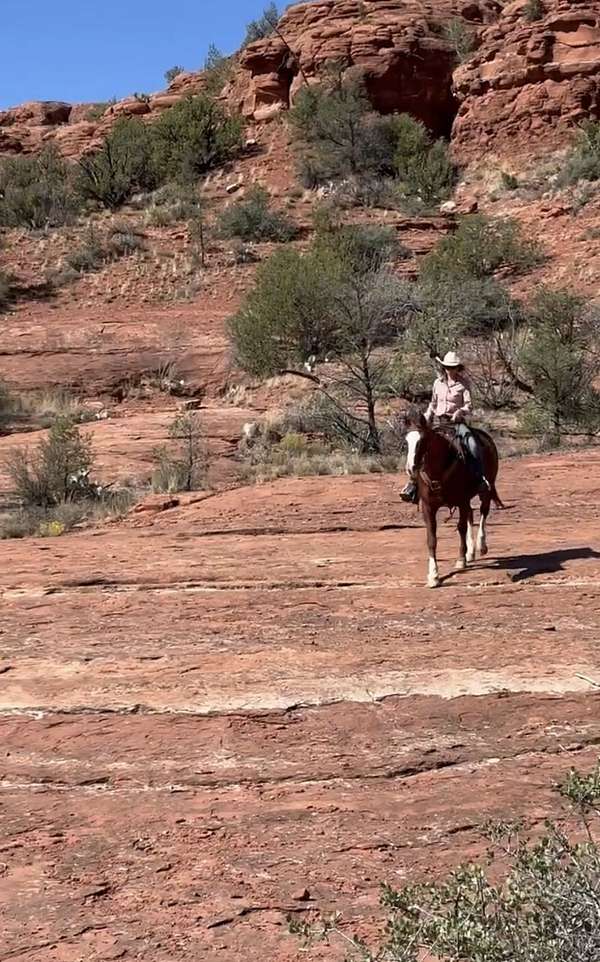 beginner-safe-kid-pony-quarab-horse