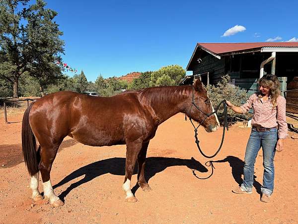 couple-quarab-horse