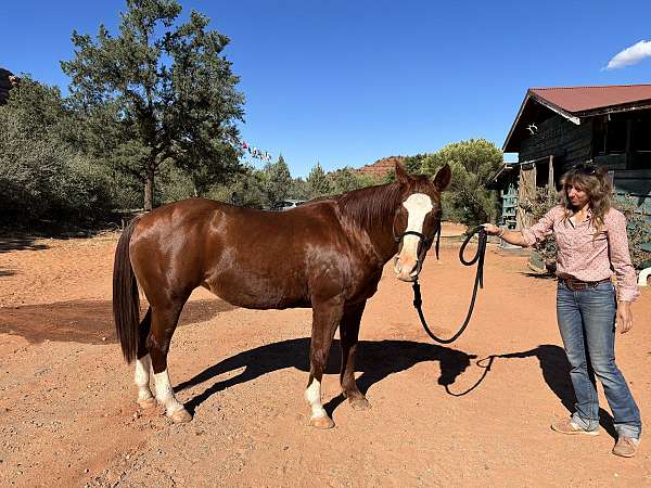 doing-well-quarab-horse