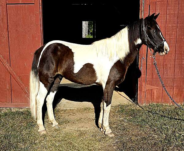 paint-pony-gelding