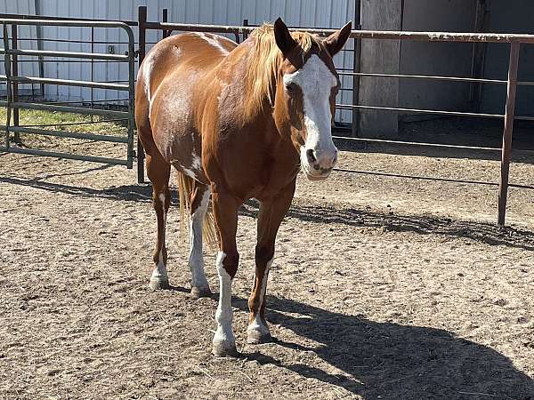 white-socks-horse